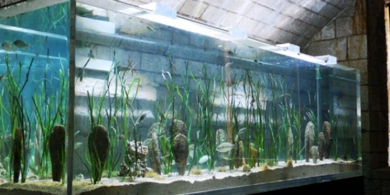 PLEMENITO UTOČIŠTE Spašavaju se plemenite periske u Hrvatskoj