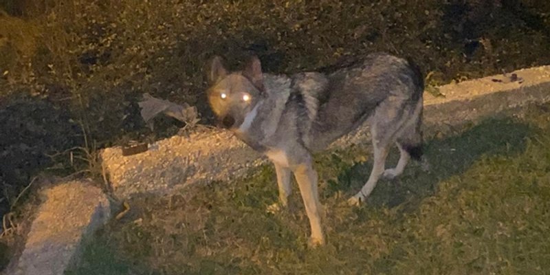 VUKOVI NADOMAK KUĆA 'Uzurpirana su njihova prirodna staništa'