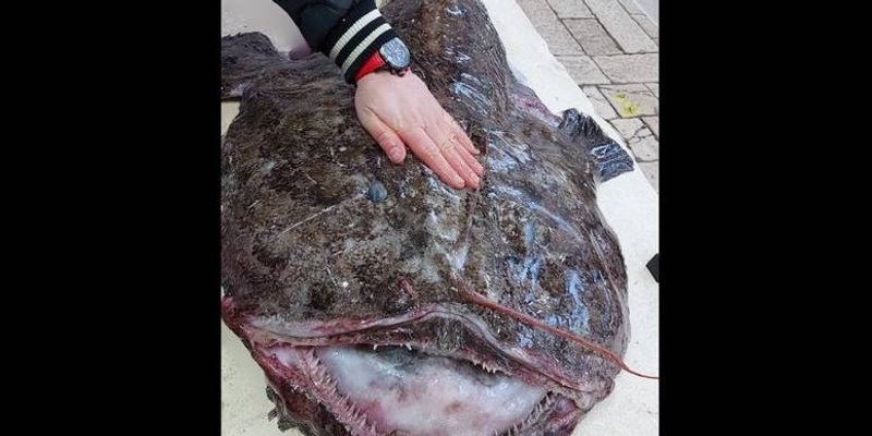 SPLITKA PEŠKARIJA Monstruozna grdobina od 27 kilogama