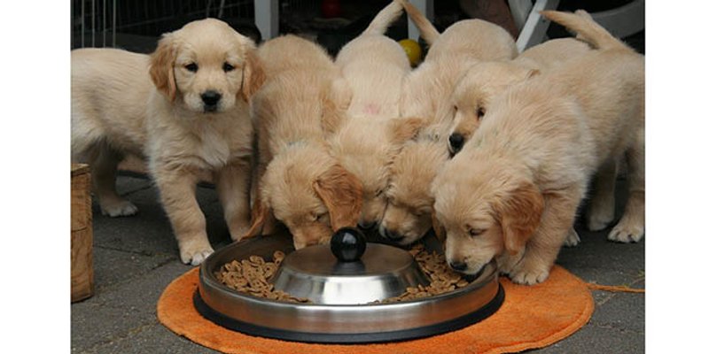 Namirnice kojima ne smijete hraniti svog psa