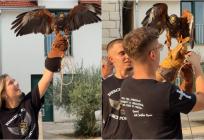 VIDEO Sokol HOS glavna atrakcija u Imotskom: Svi se žele fotografirati s njim
