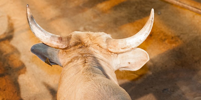 Pobjegao bik iz klaonice u Kaštelima, mole se građani da mu se ne približavaju
