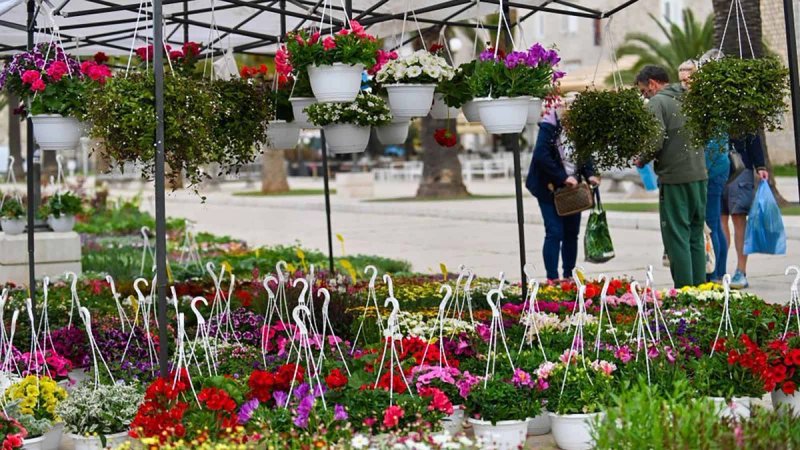 Cvjetna rapsodija na trogirskoj rivi: Sajam koji donosi boje, mirise i inspiraciju za uređenje doma i vrta