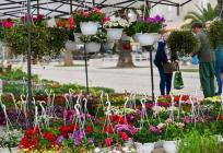 Cvjetna rapsodija na trogirskoj rivi: Sajam koji donosi boje, mirise i inspiraciju za uređenje doma i vrta