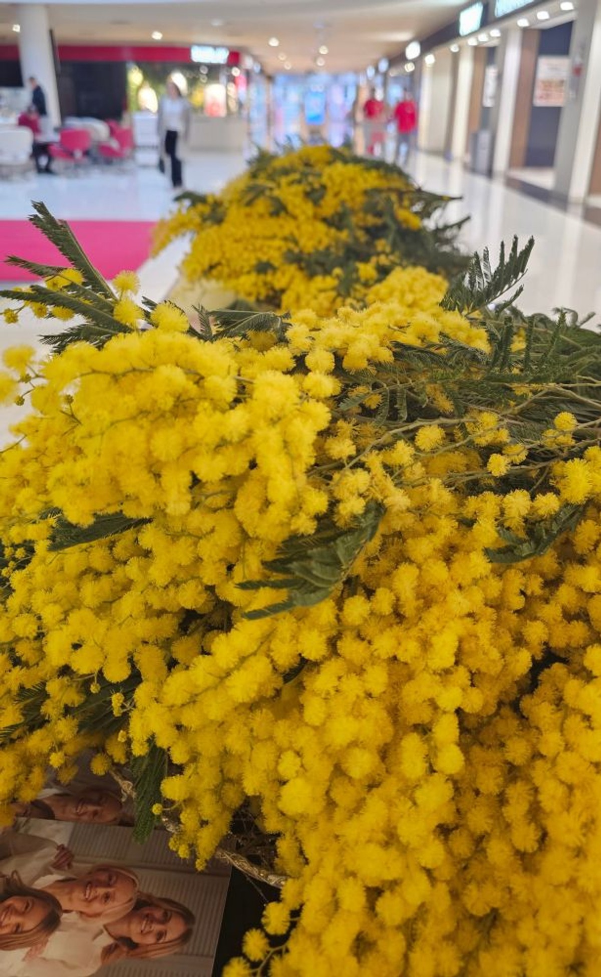 Dan mimoza | foto: Županijska liga protiv raka - Split