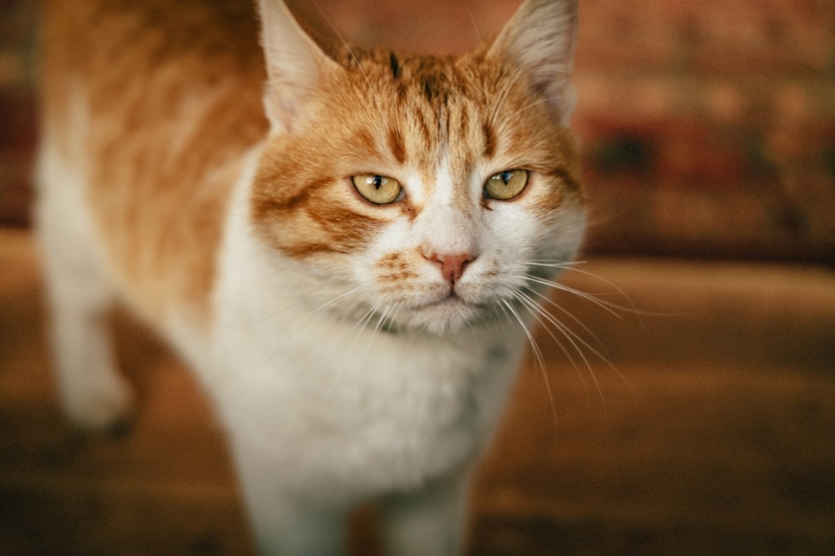 JOKER FASHION PORTFOLIO: Proljetno modno opuštanje