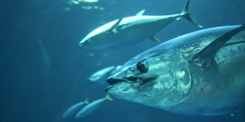 NAJSKUPLJI JADRANSKI KAPITALCI: Vratile se tune