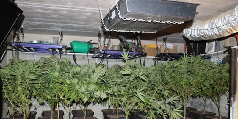 VIDEO: U kući pronađen u potpunosti opremljen laboratorij sa 133 stabljike marihuane
