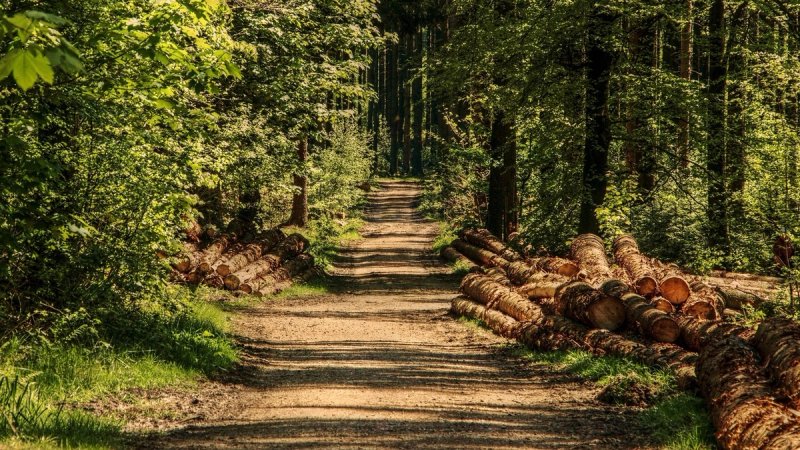 MINISTARSTVO POLJOPRIVREDE: Ukida se Uredba o zakupu šumskog zemljišta