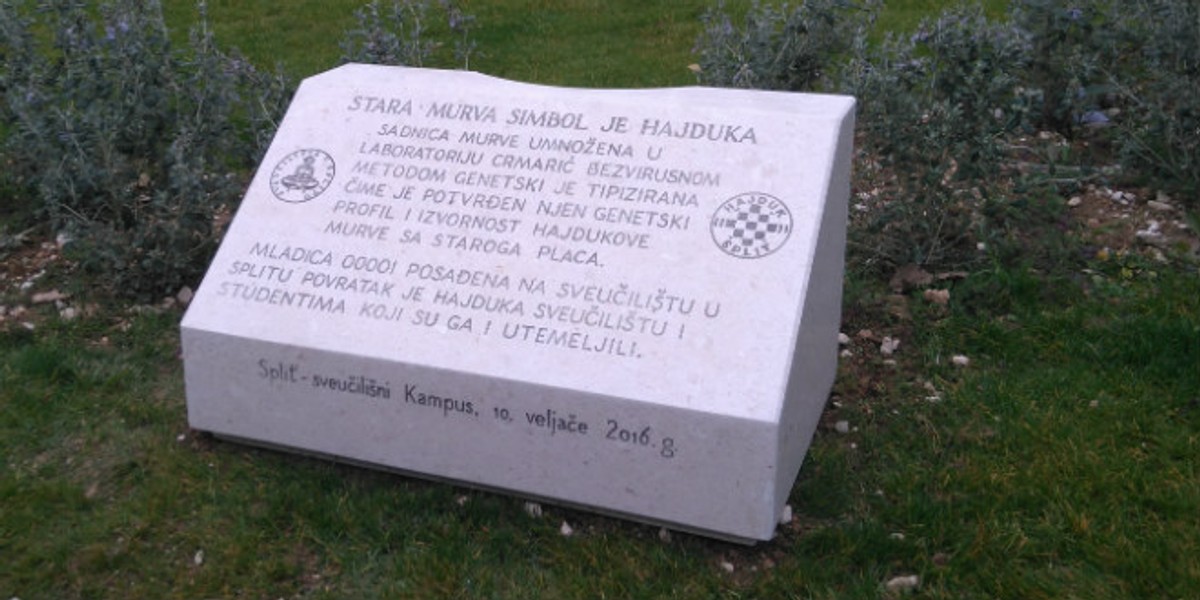 Hajdukova murva živjet će vječno!