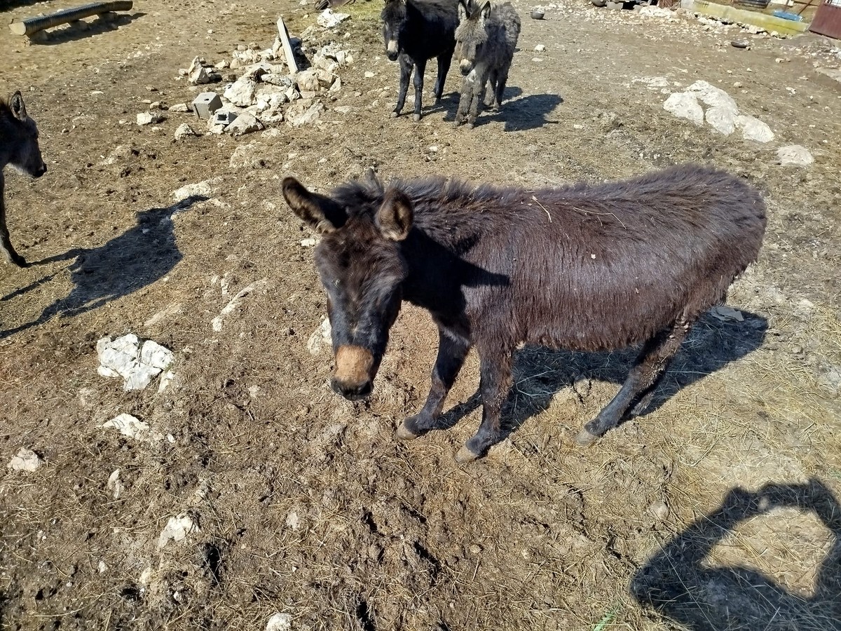 Hrvace čuvaju baštinu: Udruga primorsko-dinarskog magarca donirala deveto grlo lokalnom OPG-u
