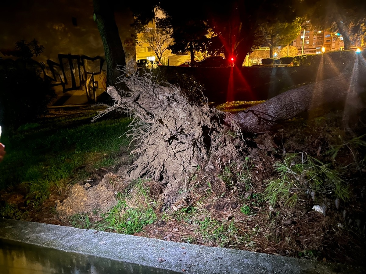 FOTO Veliko stablo palo u blizini dječjeg vrtića!