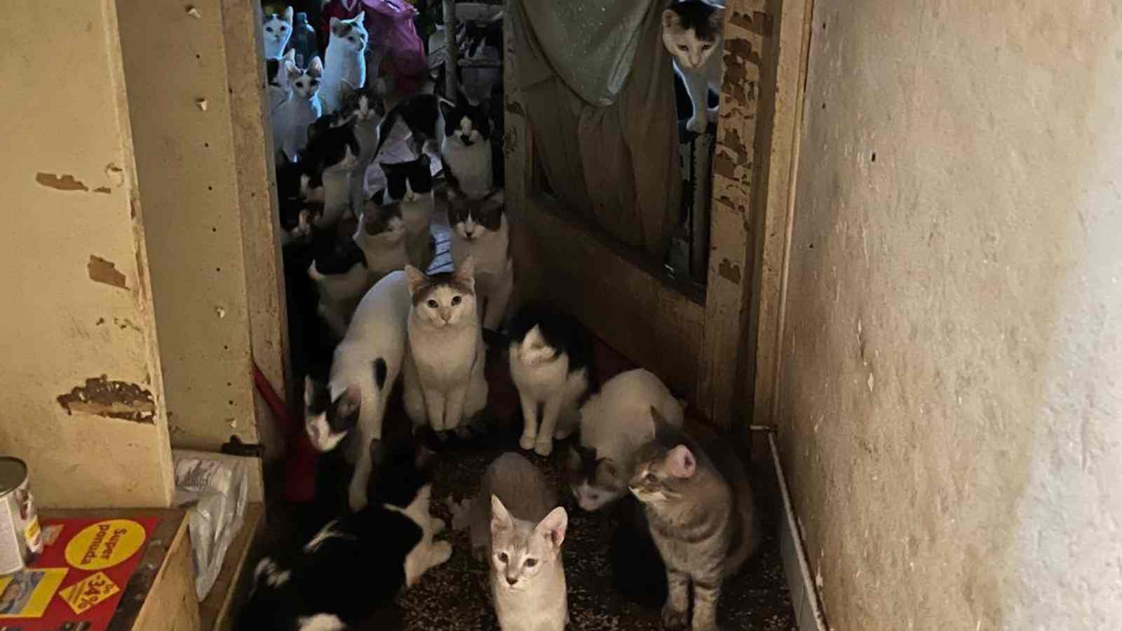 UŽAS U RIJECI: Došli po 25 mačaka, a u stanu prepunom smeća i fekalija ih zatekli gotovo 90