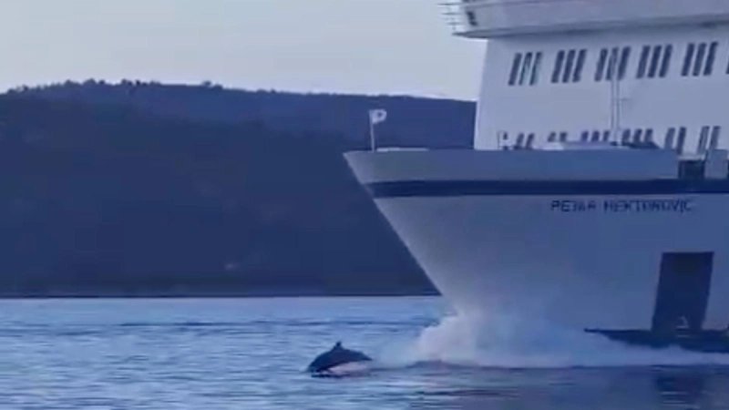 VIDEO Prekrasan prizor: Dupin se zaigrao ispred trajekta Petar Hektorović