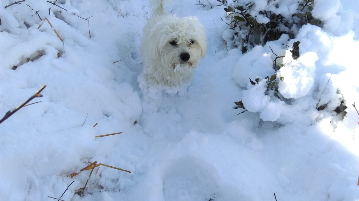 PUFFY JE PRONAĐEN Hvala svima koji su pomogli
