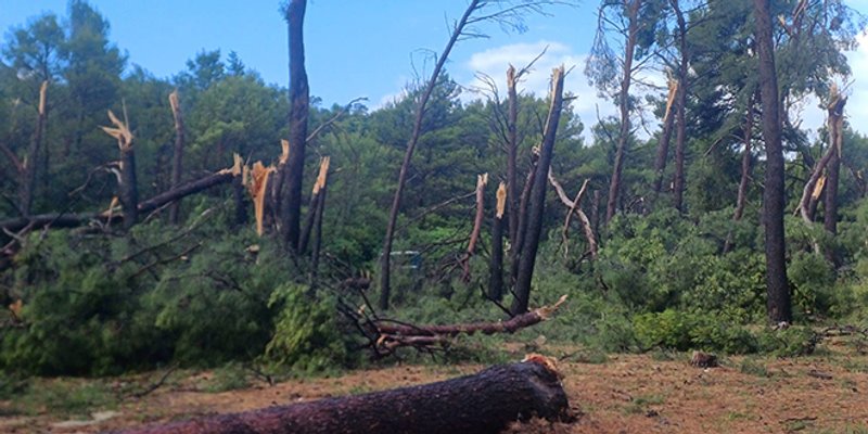 KATAKLIZMA NA MARJANU Počupana stabla, prepolovljena auta, dvoje ozlijeđenih