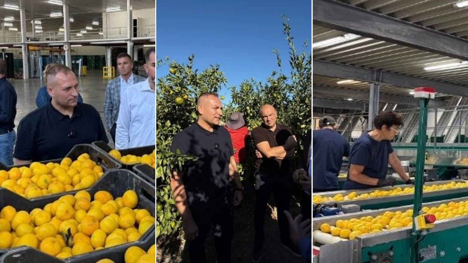 SVAKI HRVAT IH POJEDE 8 KG GODIŠNJE Započela berba mandarina