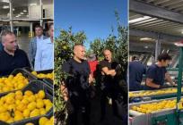 SVAKI HRVAT IH POJEDE 8 KG GODIŠNJE Započela berba mandarina