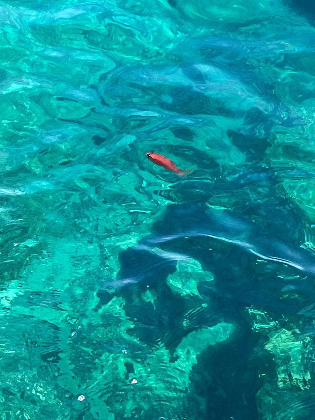 FOTO-UBOD Posebno zanimljiva riba uočena kod Brača, neuobičajeno se ponaša za vrijeme mrijesta