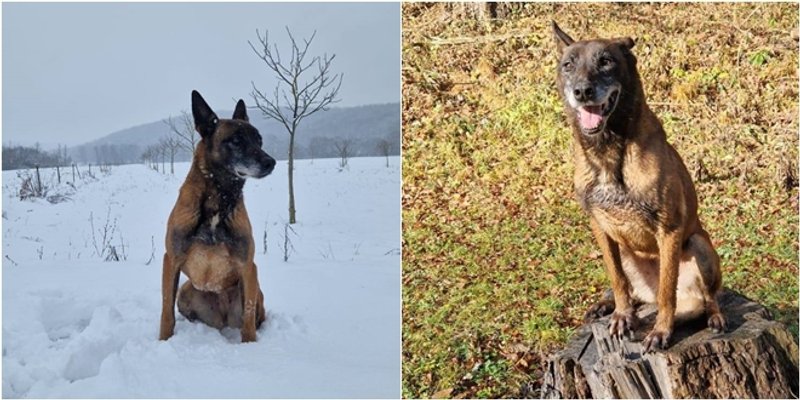 IMA JOŠ PAR DANA Megy je godinama razminiravala Hrvatsku, sada traži svoju zauvijek obitelj