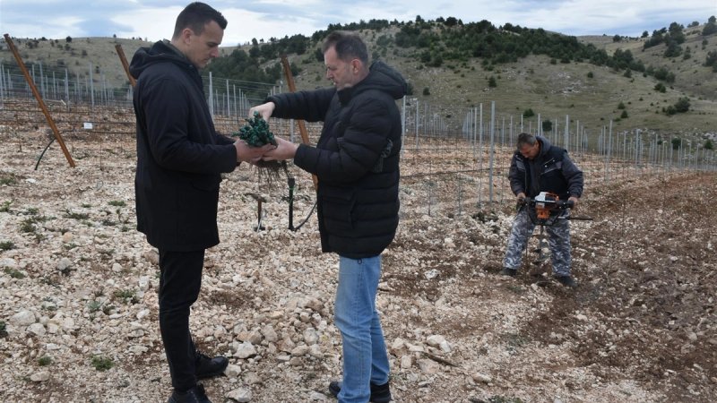 Druga faza projekta klonske selekcije autohtonih sorti: Župan Rakić zasadio trsove babića i lasine