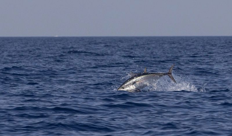 Adriatic offshore tune championship Rogoznica 2026.: Talijanima na gumenjaku ne smeta vrućina, a Crnogorci plutali bez motora i lovili