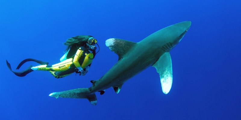 FOTOGALERIJA Prekrasne snimke podmorja najavljuju Prvi hrvatski ronilački kongres