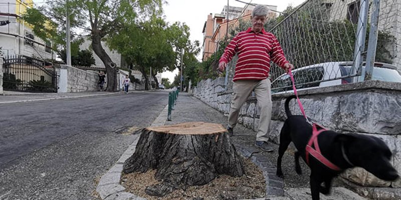 Otkrivamo zašto je uklonjeno stablo s Nazorovog prilaza: 'Bilo je potpuno trulo, šuplje, bolesno i iznimno opasno'