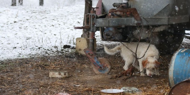 Prijatelji životinja apeliraju na hitno sklanjanje pasa i mačaka u zatvoreno