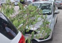 Slabija bura bila je dovoljna: Velika grana pala na automobil na Zvončacu
