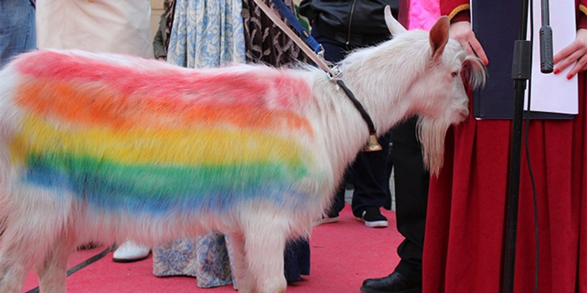 Nakon paljenja slikovnice u Kaštelima, u Trogir doveli kozu išaranu duginim bojama: 'Neće nam pederske zajednice govoriti što možemo biti na krnjevalu!'