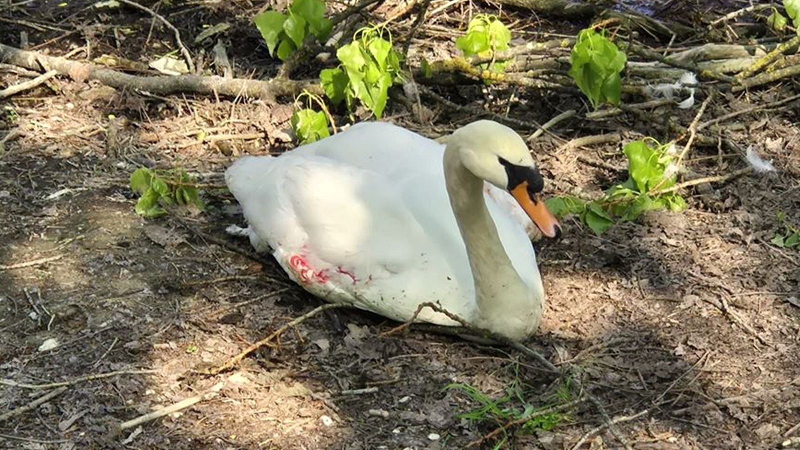 TUŽAN NASTAVAK PRIČE Uginuo i drugi labud kojeg su napali psi na Bundeku