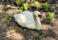TUŽAN NASTAVAK PRIČE Uginuo i drugi labud kojeg su napali psi na Bundeku