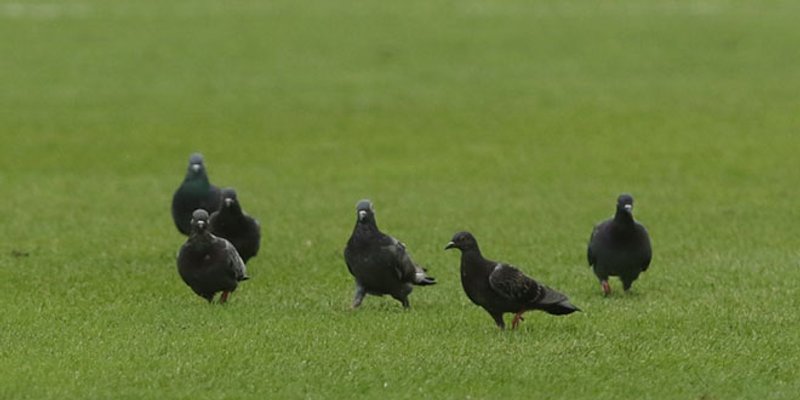 VIDEO: Jatu golubova se omililo na Poljudu