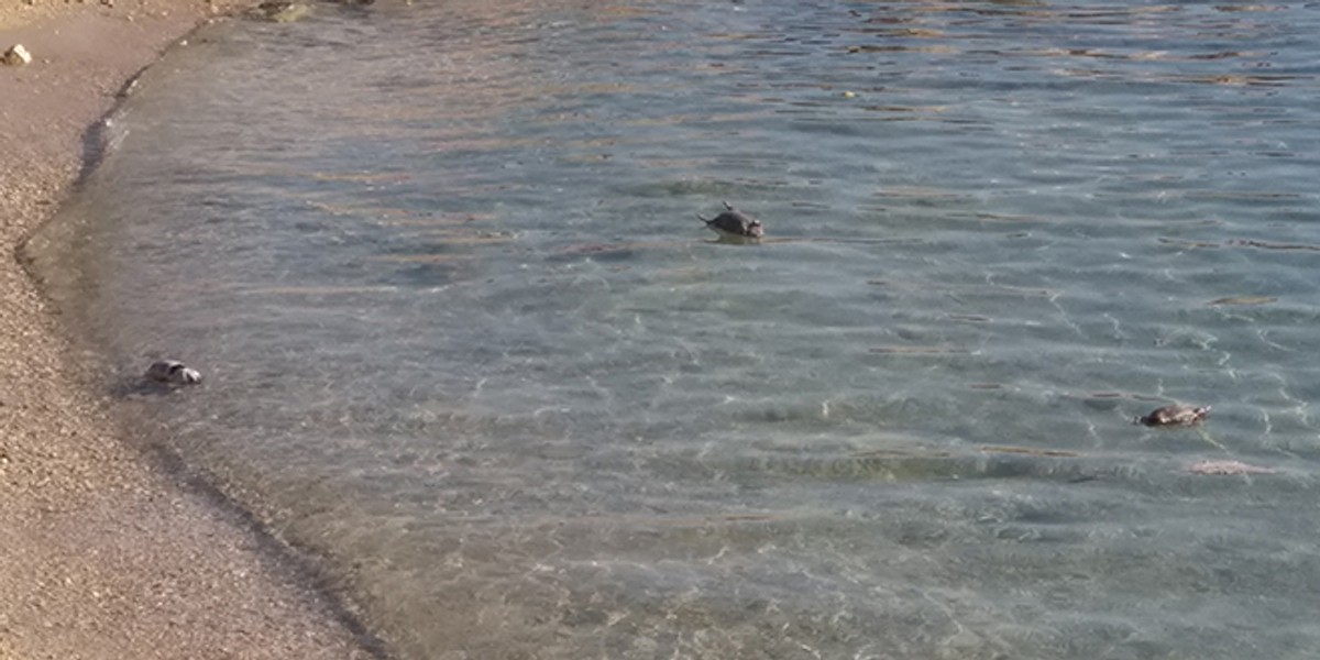 VIDEO: Osam crknutih pantagana doplutalo je do plićaka na Kašteletu