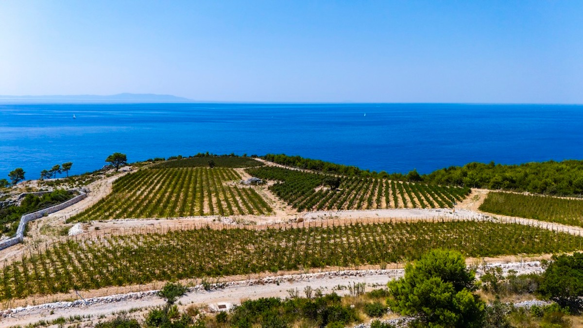 FOTO Vinarija Markus odradila je prvu berbu na Šolti: Kadrovi su impresivni