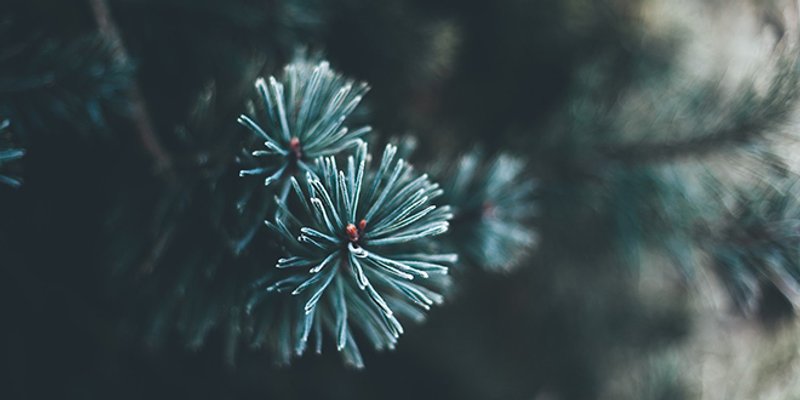 NO STRESS Aktivist prijavio ugostitelja zbog toga što je šank postavio izvan gabarita štekata, ugostitelj se požalio da je morao ukloniti 'simbol Božića u Hrvatskoj'