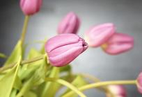 NAJBOLJE CVIJEĆE ZA PROLJETNA VJENČANJA Od raskošnih božura do elegantnih tulipana