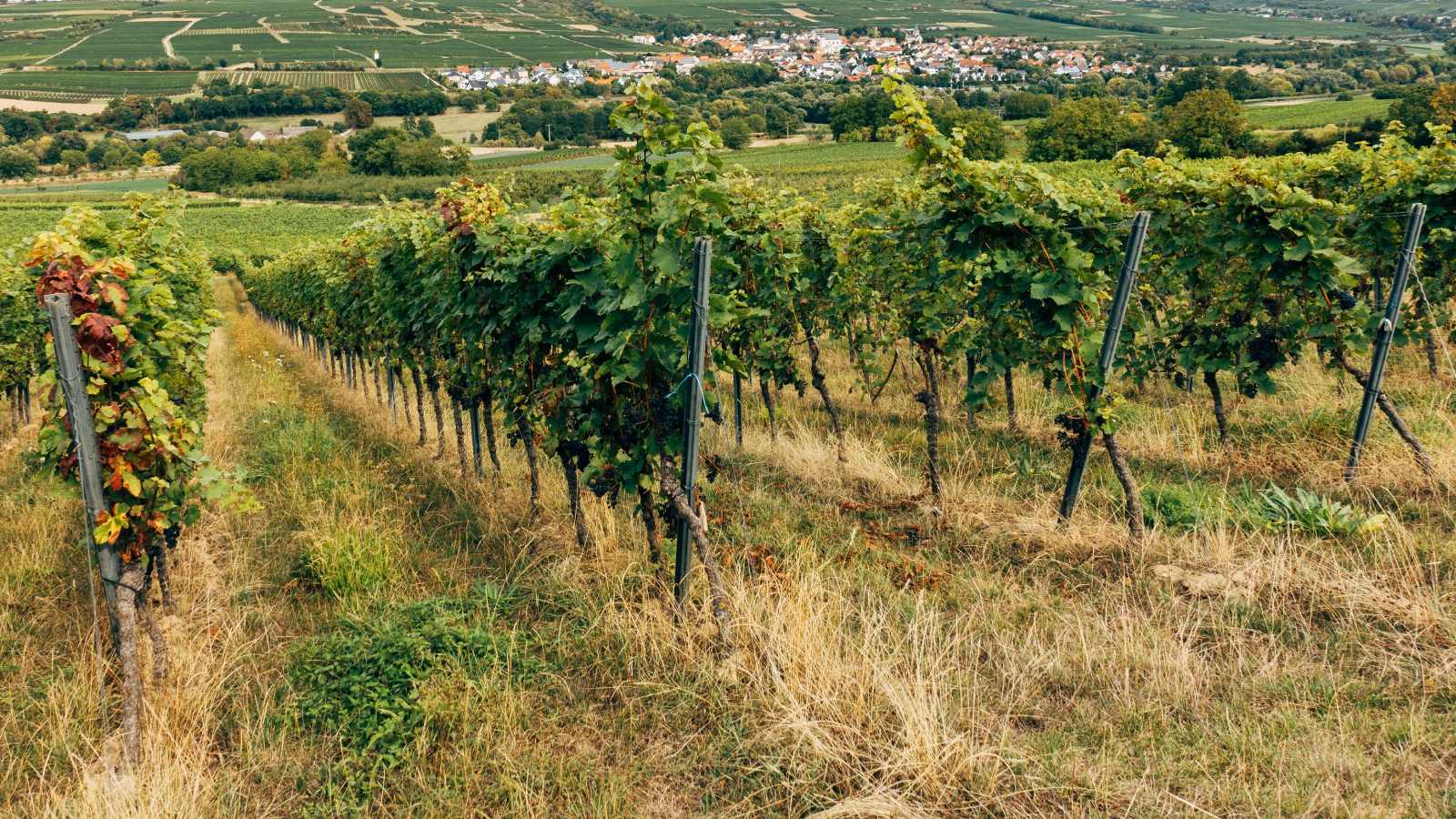 Opasna bolest prijeti vinogradima: Grad Sinj pozvao građane na pojačan oprez