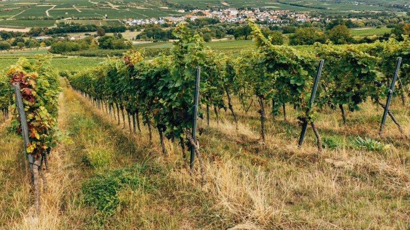 Opasna bolest prijeti vinogradima: Grad Sinj pozvao građane na pojačan oprez