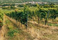 Opasna bolest prijeti vinogradima: Grad Sinj pozvao građane na pojačan oprez