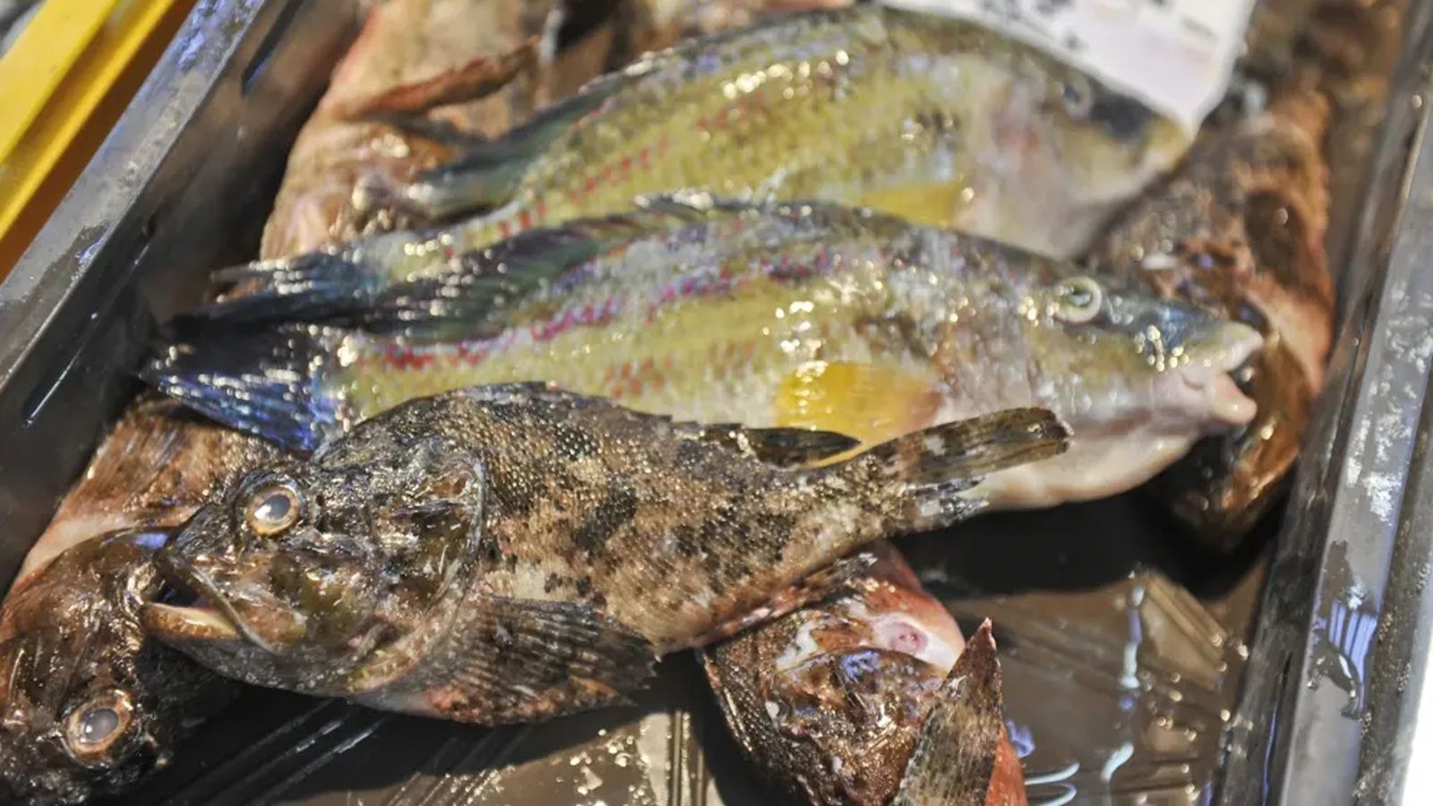Znanstvenici otkrili zašto u Mediteranu ima sve manje ribe