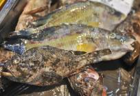 Znanstvenici otkrili zašto u Mediteranu ima sve manje ribe