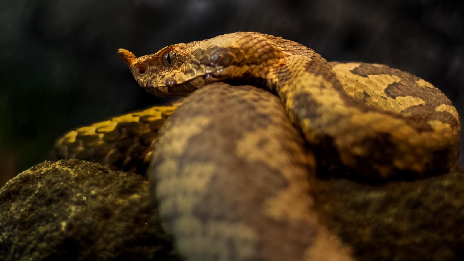 'GLASNIK PROLJEĆA' Poskok snimljen u popularnom nacionalnom parku