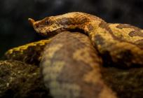 'GLASNIK PROLJEĆA' Poskok snimljen u popularnom nacionalnom parku