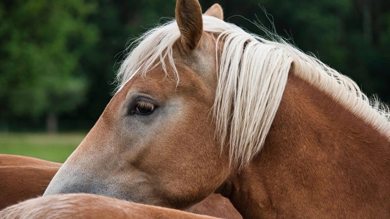 Nakon požara ponovno se otvara Ranch Horse Family, uskoro veliko humanitarno otvaranje