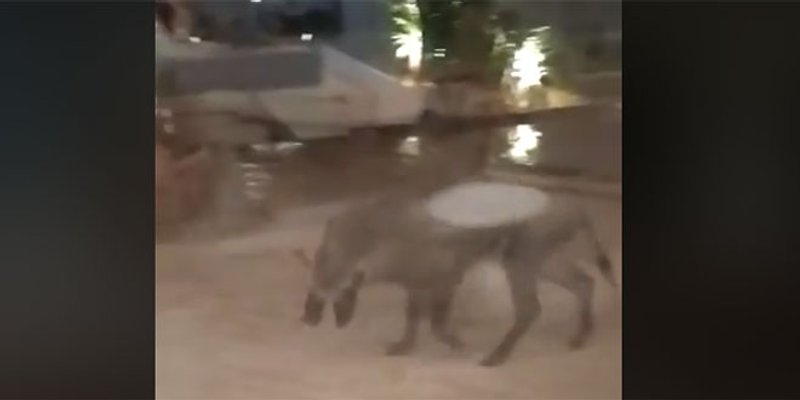 ZASTRAŠUJUĆA SNIMKA: Nepozvan gost stigao u luksuzni Resort