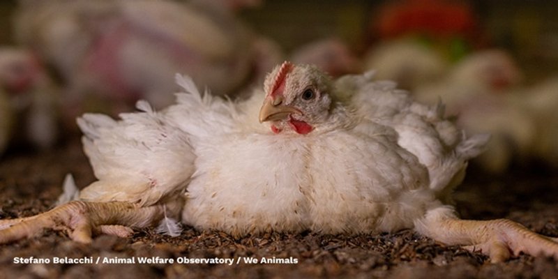 PRIJATELJI ŽIVOTINJA Sve je spremno za prosvjed protiv pilićarske ekobombe!