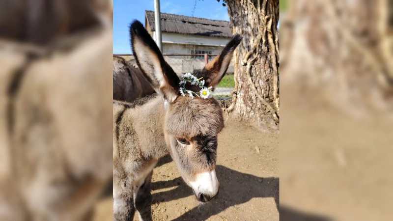 Hrvace čuvaju baštinu: Udruga primorsko-dinarskog magarca donirala deveto grlo lokalnom OPG-u