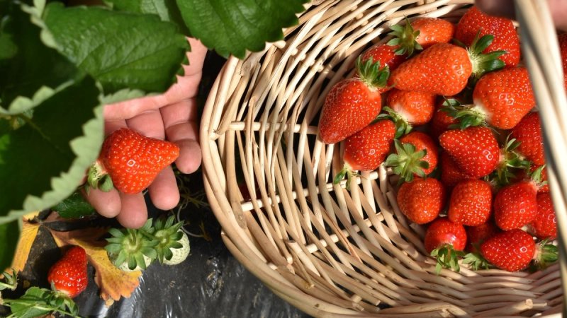 Vrgorac slavi svoju jagodu: Ovog petka Dan jagoda uz bogat program i domaće okuse